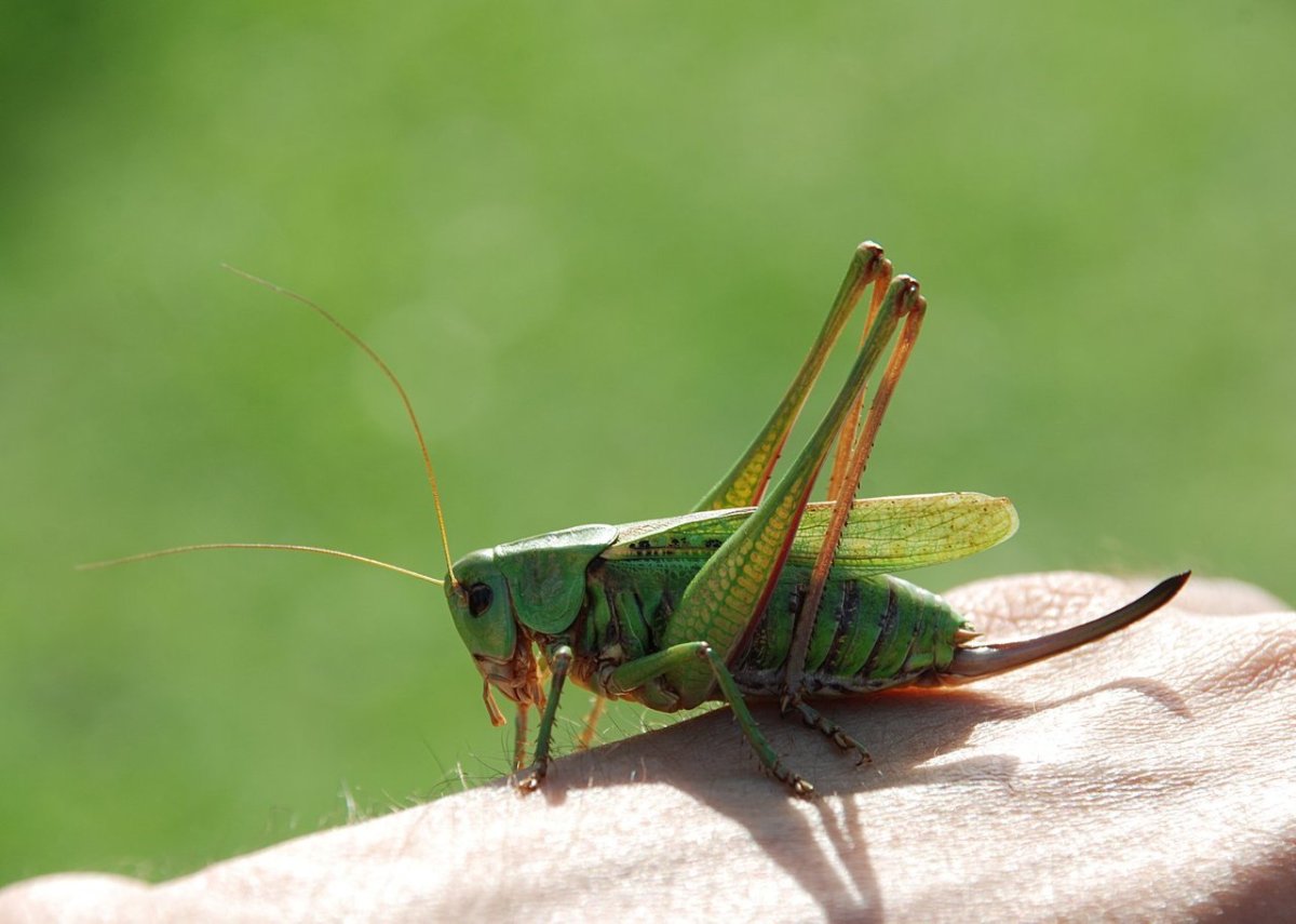 Саранча кормовая