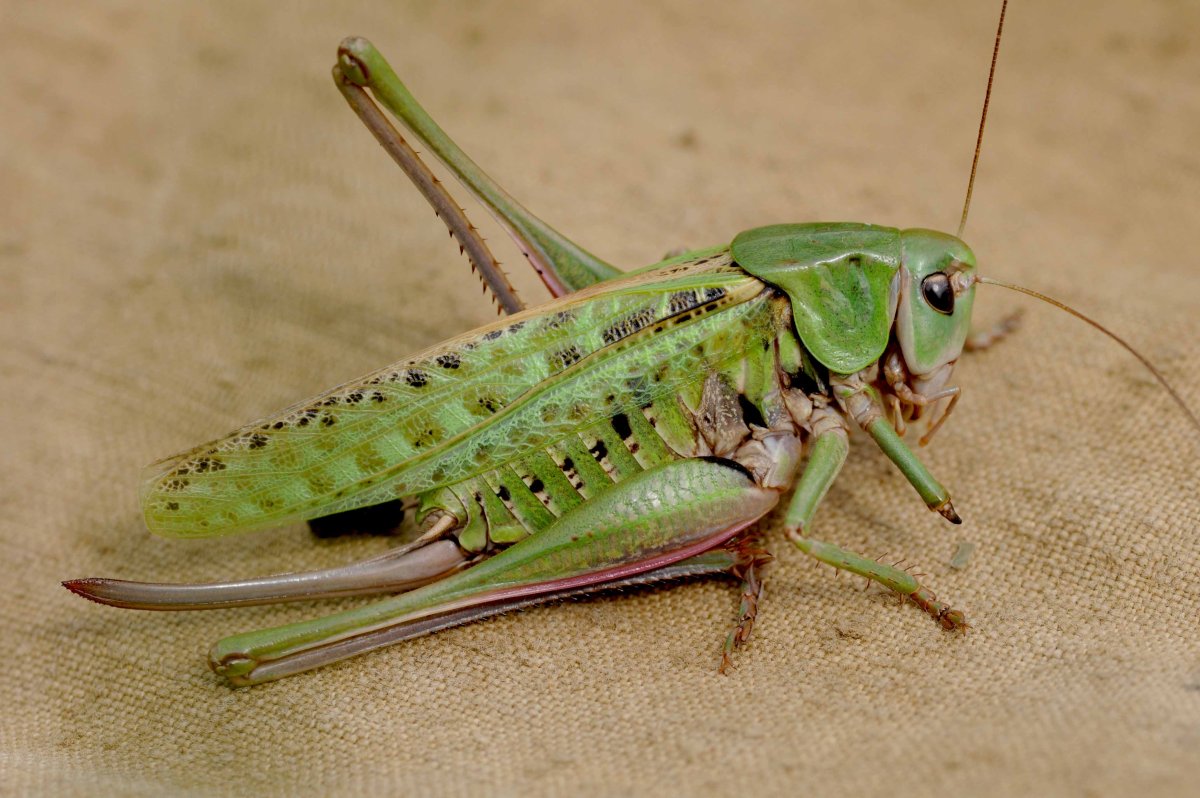Зеленая кобылка кузнечик