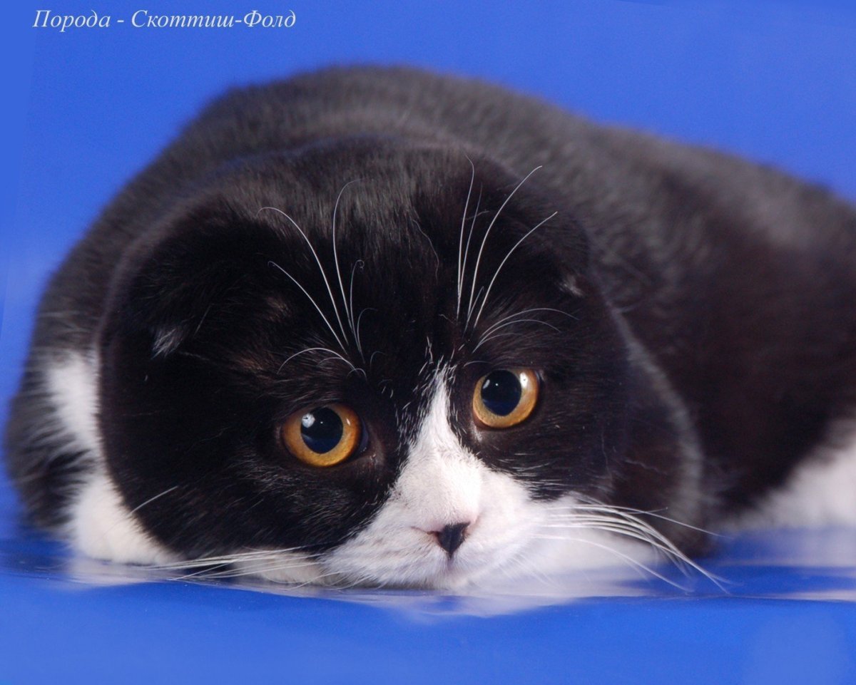 Скоттиш фолд черный биколор