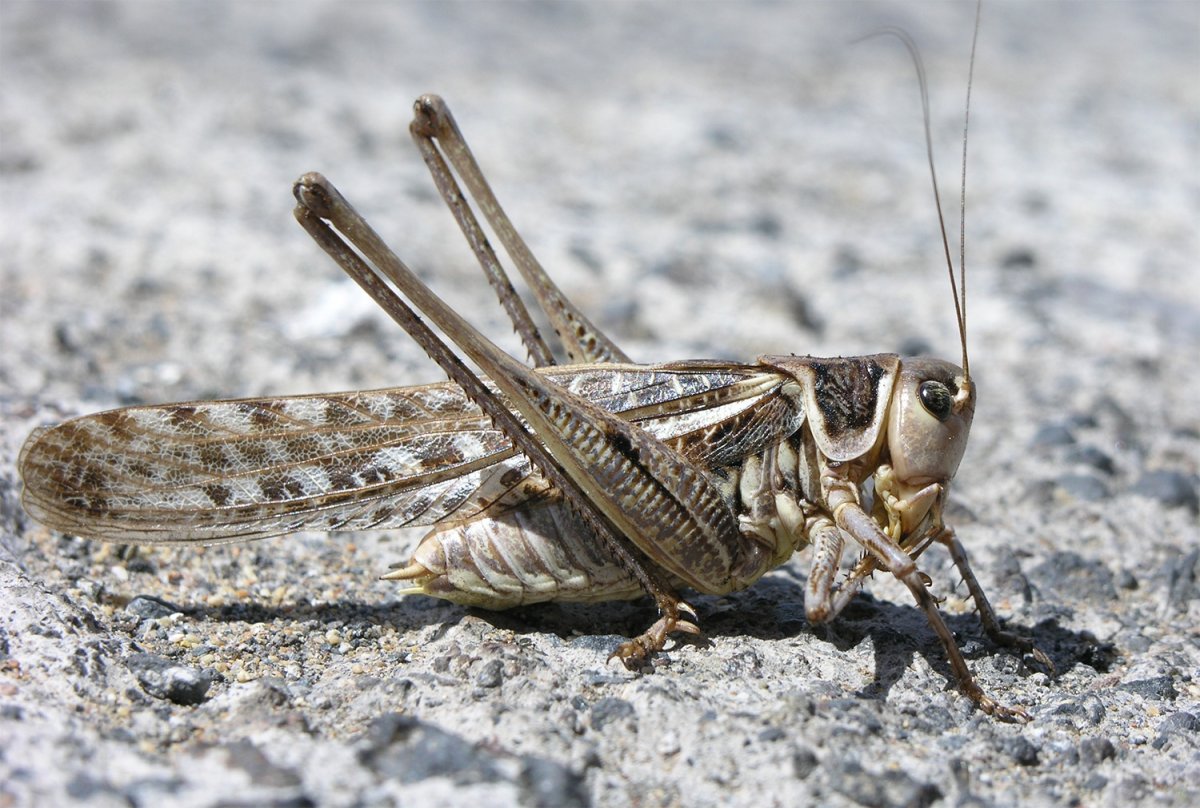 Кузнечик Лейхарда