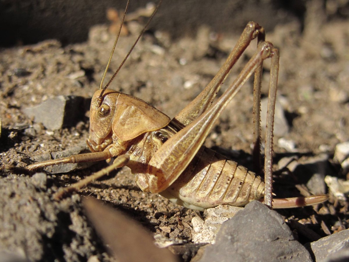 Кузнечик Уэта