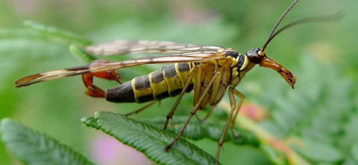 Лапки кузнечика
