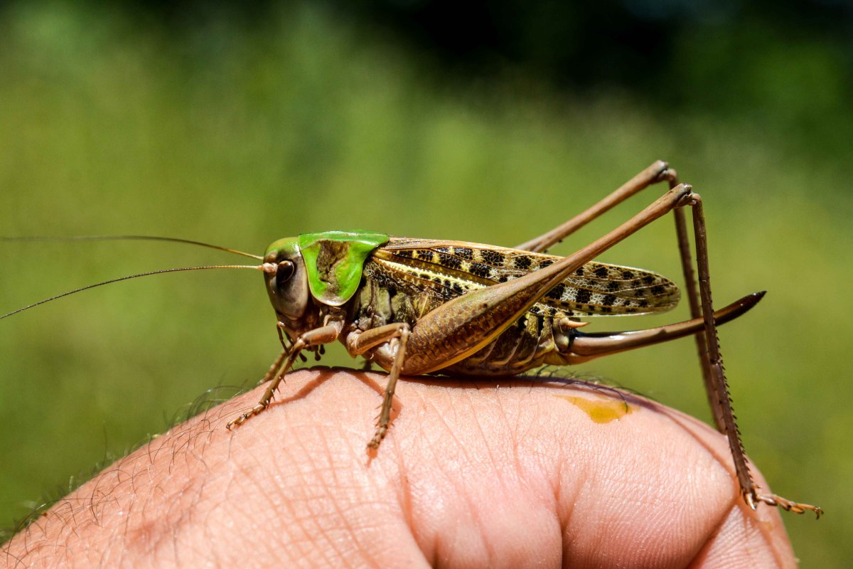 Пещерник кавказский кузнечик