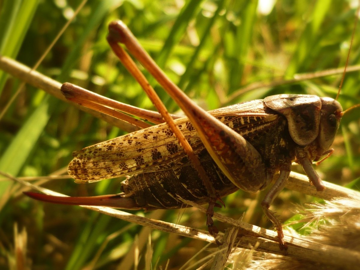 Кузнечик Сибирский
