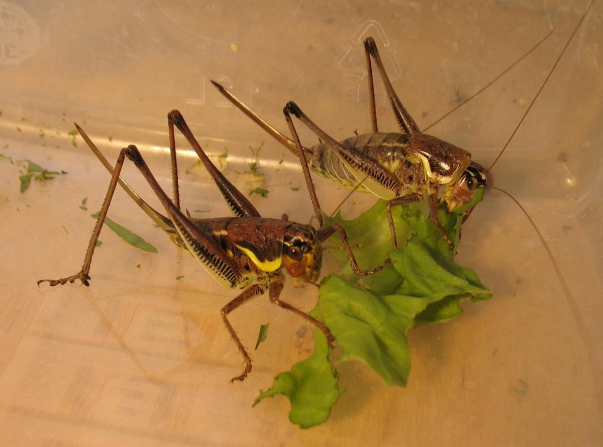 Кузнечик серый (Decticus verrucivorus)