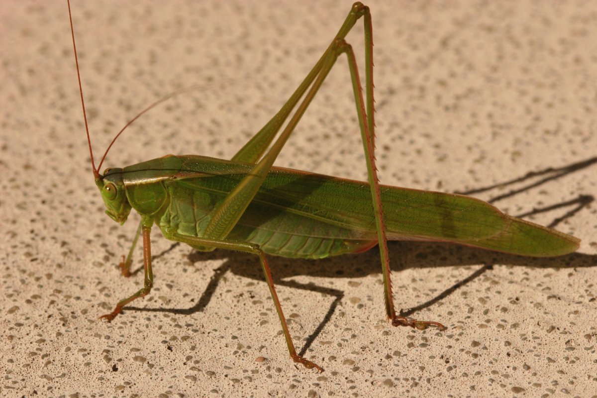 Африканская Саранча