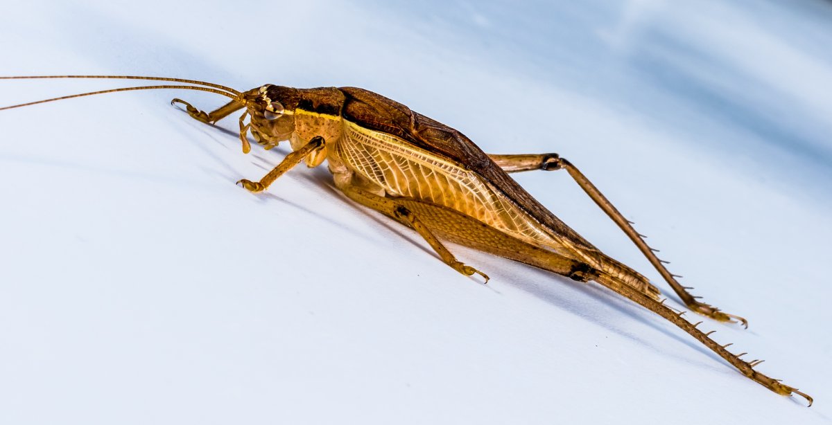 Кузнечик амбликорифа