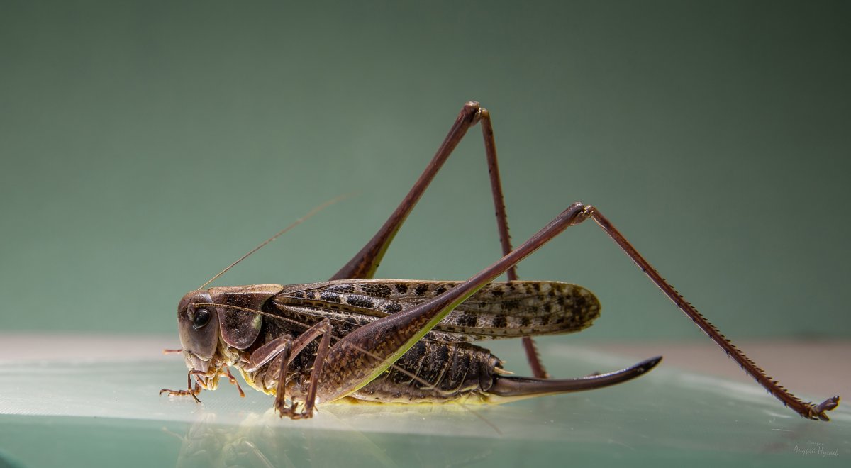 Богучаны кузнечик богомол