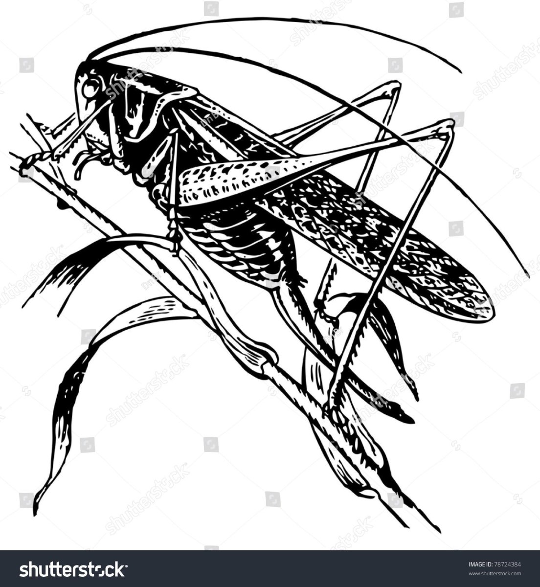 Сверчок без крыльев