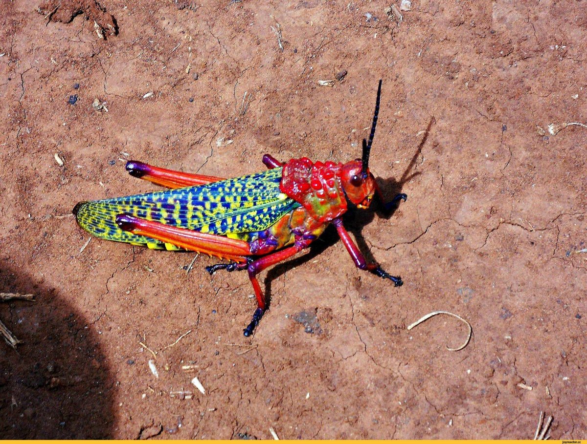 Кузнечик белолобый Decticus albifrons