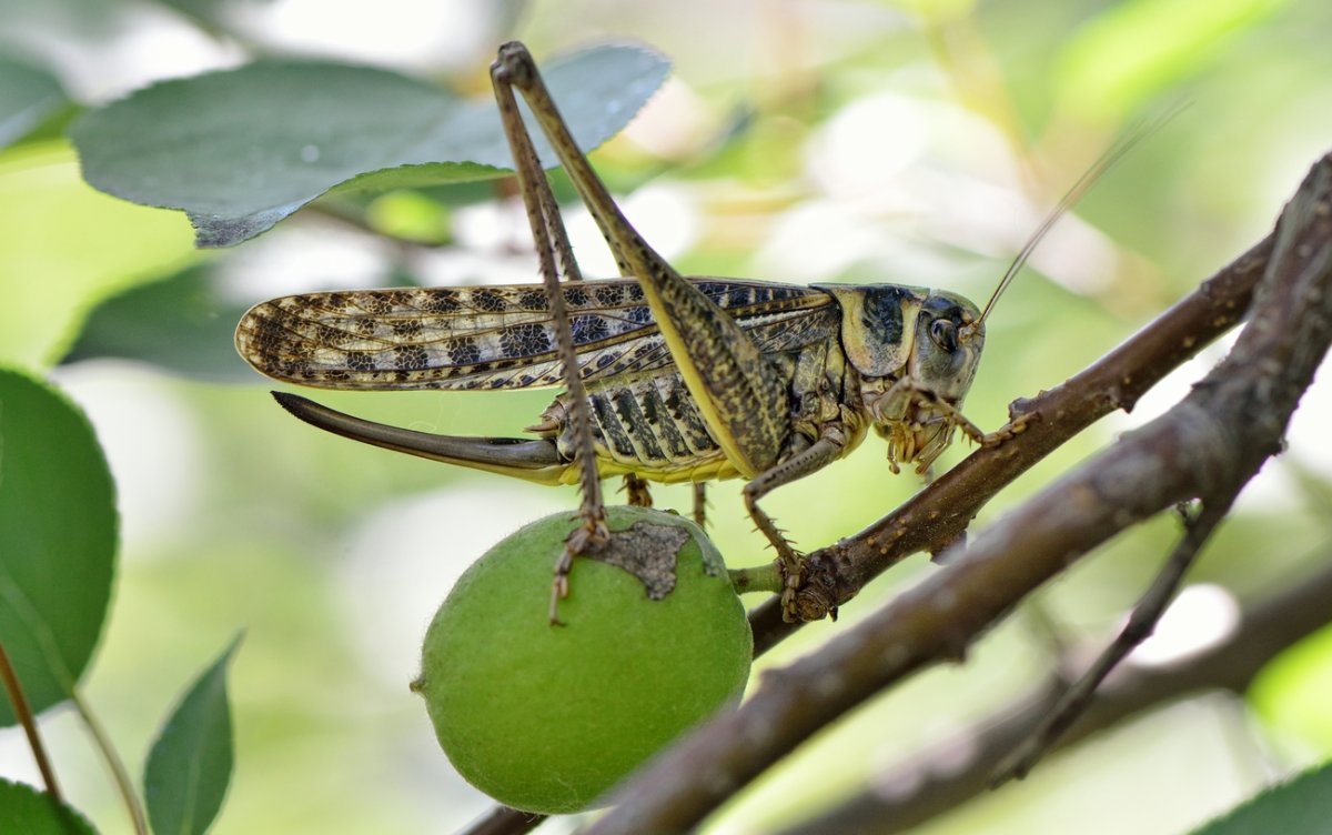 Скорпионница обыкновенная