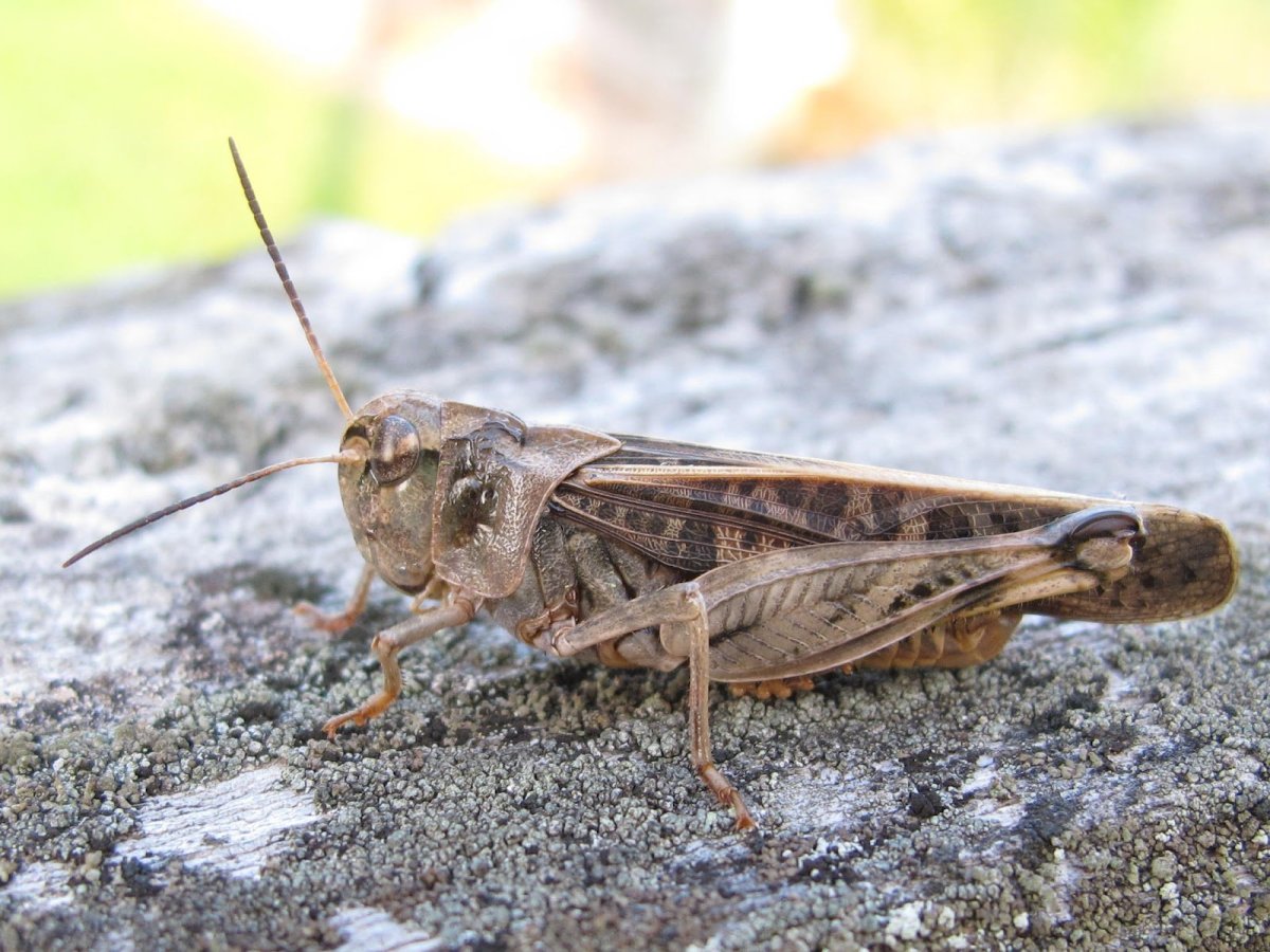 Несколько кузнечиков