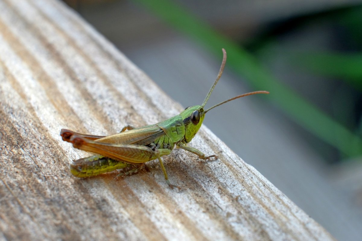 Серые Кузнечики в огороде
