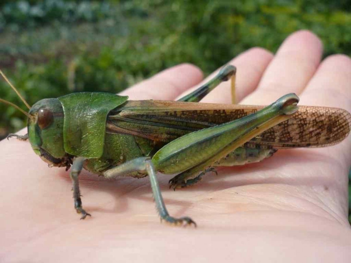 Кузнечик зеленый обыкновенный