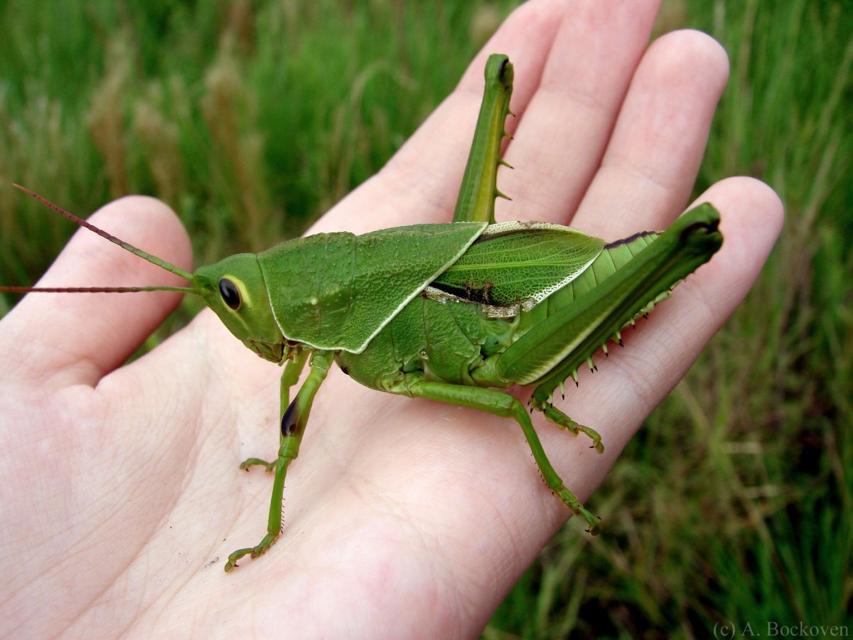 Decticus verrucivorus