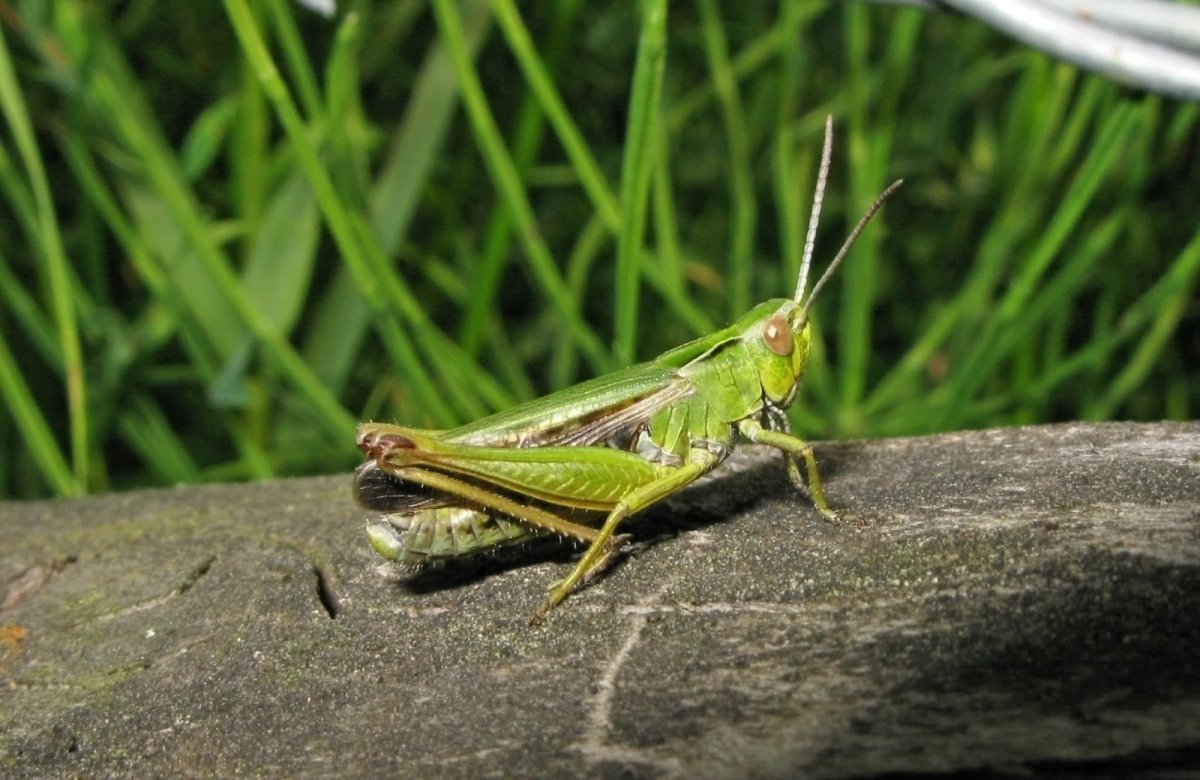 Насекомое похожее на саранчу