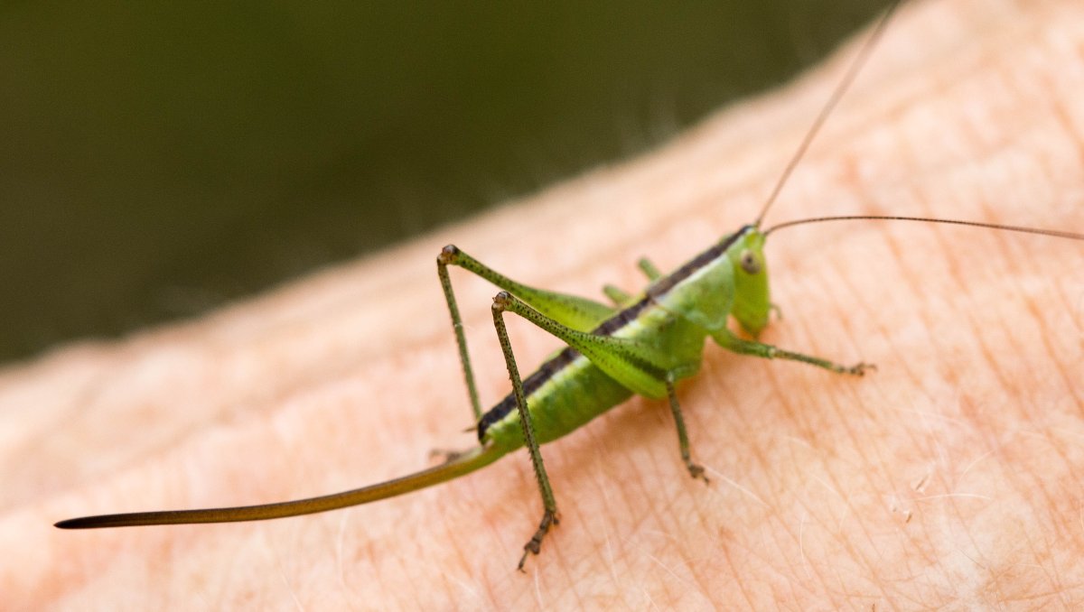 Яйцеклад кузнечика