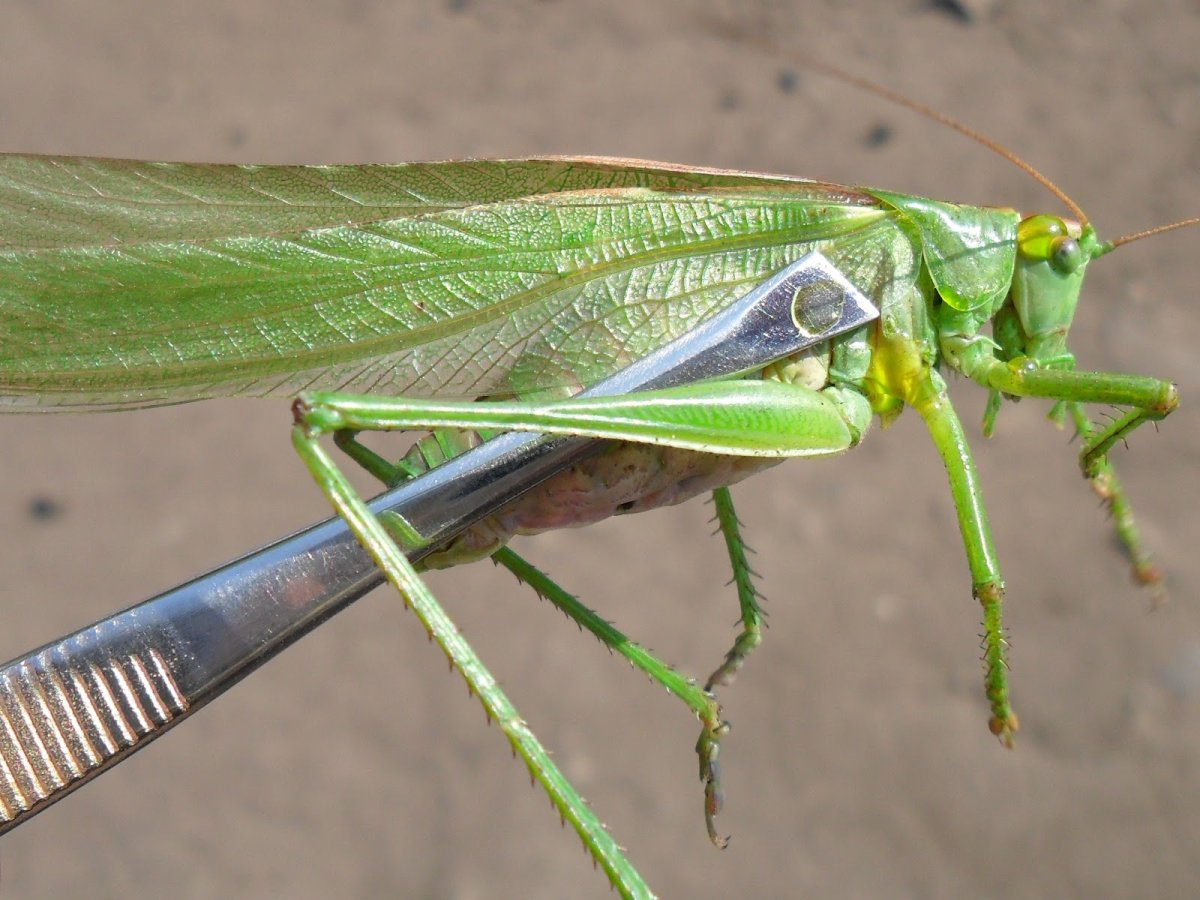 Сибирская кобылка Саранча