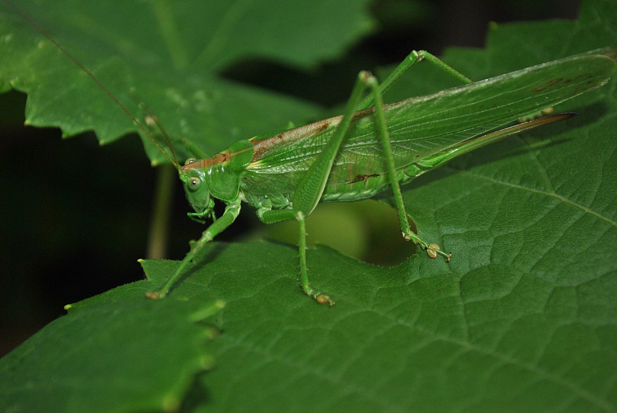 Луг с кузнечиками