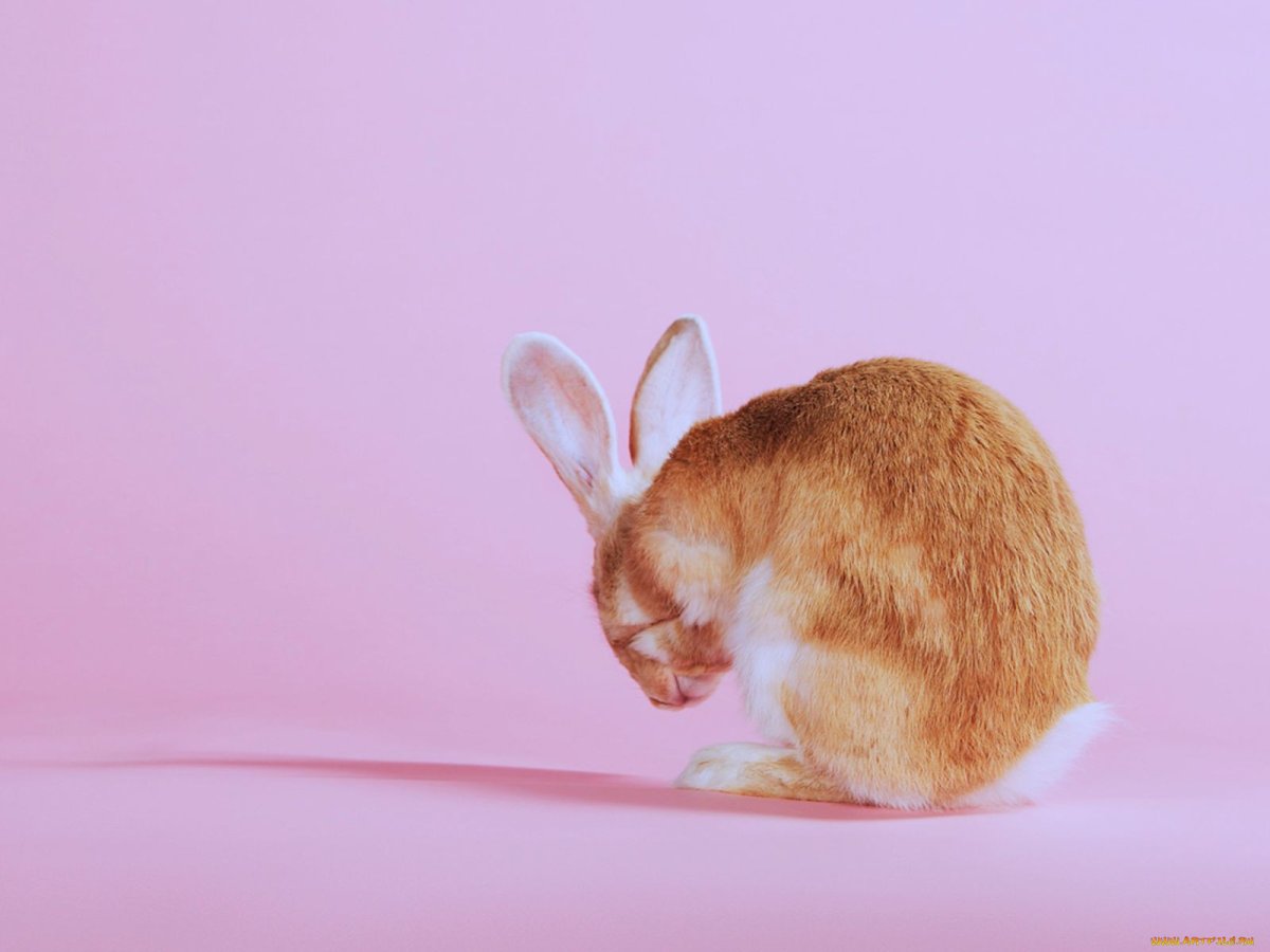 Заяц прыгает