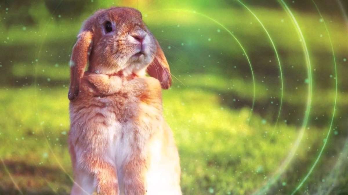 Вискаша зевает