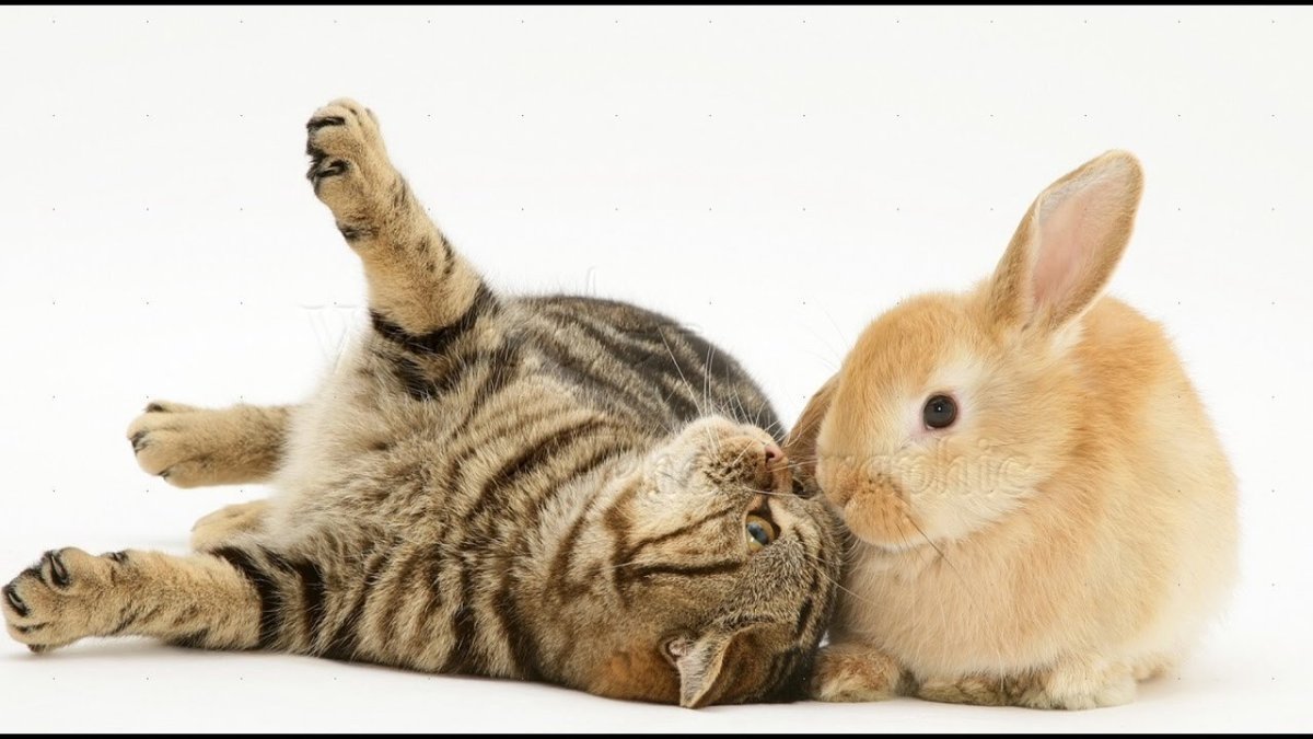 Кролик картина