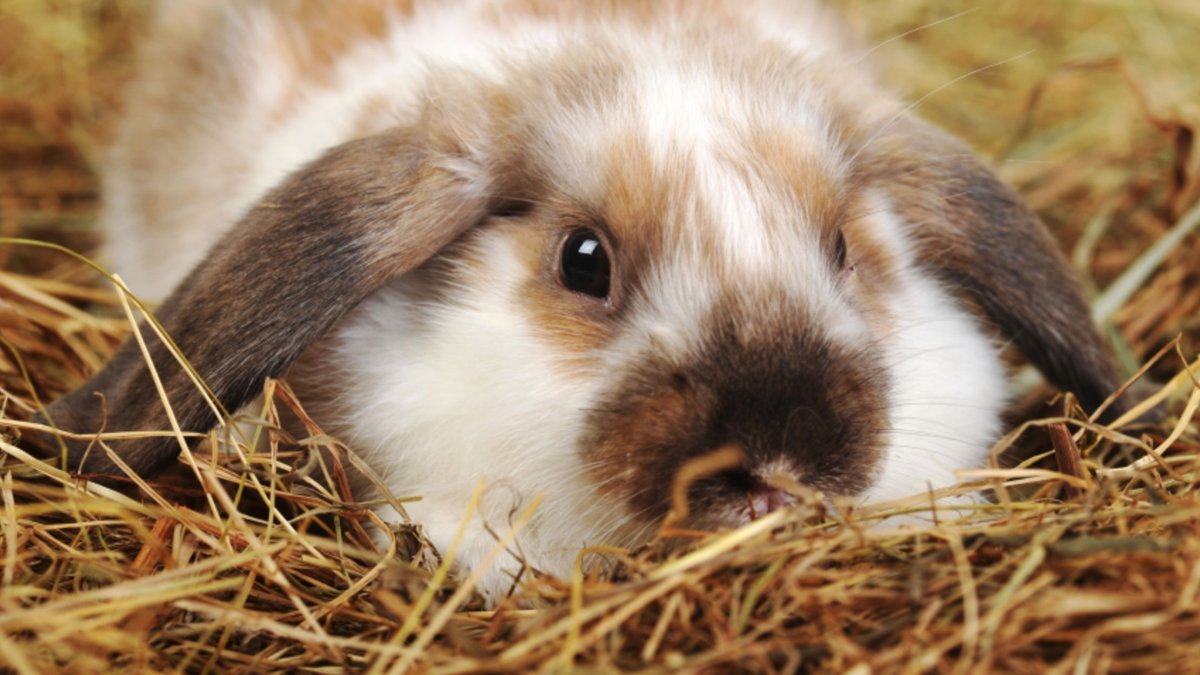 Котенок и Зайчонок