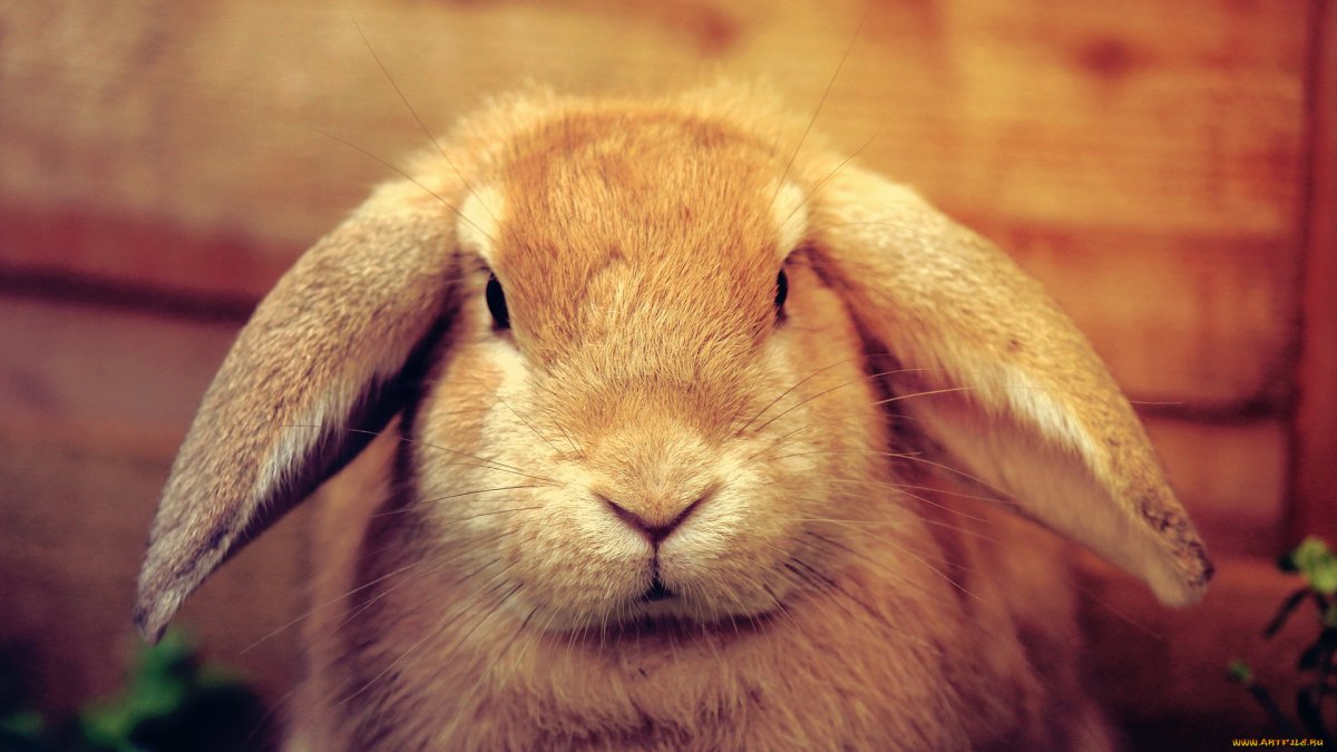 Багз Банни 2020