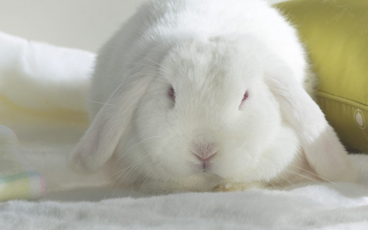 Багз заяц заяц Банни