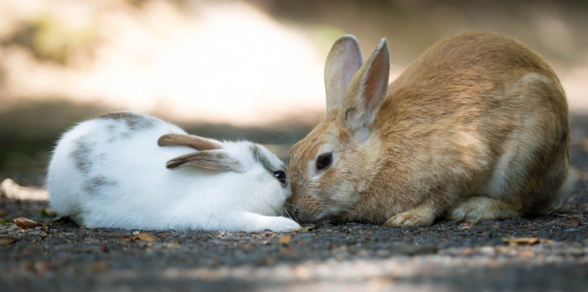 Земляной кролик