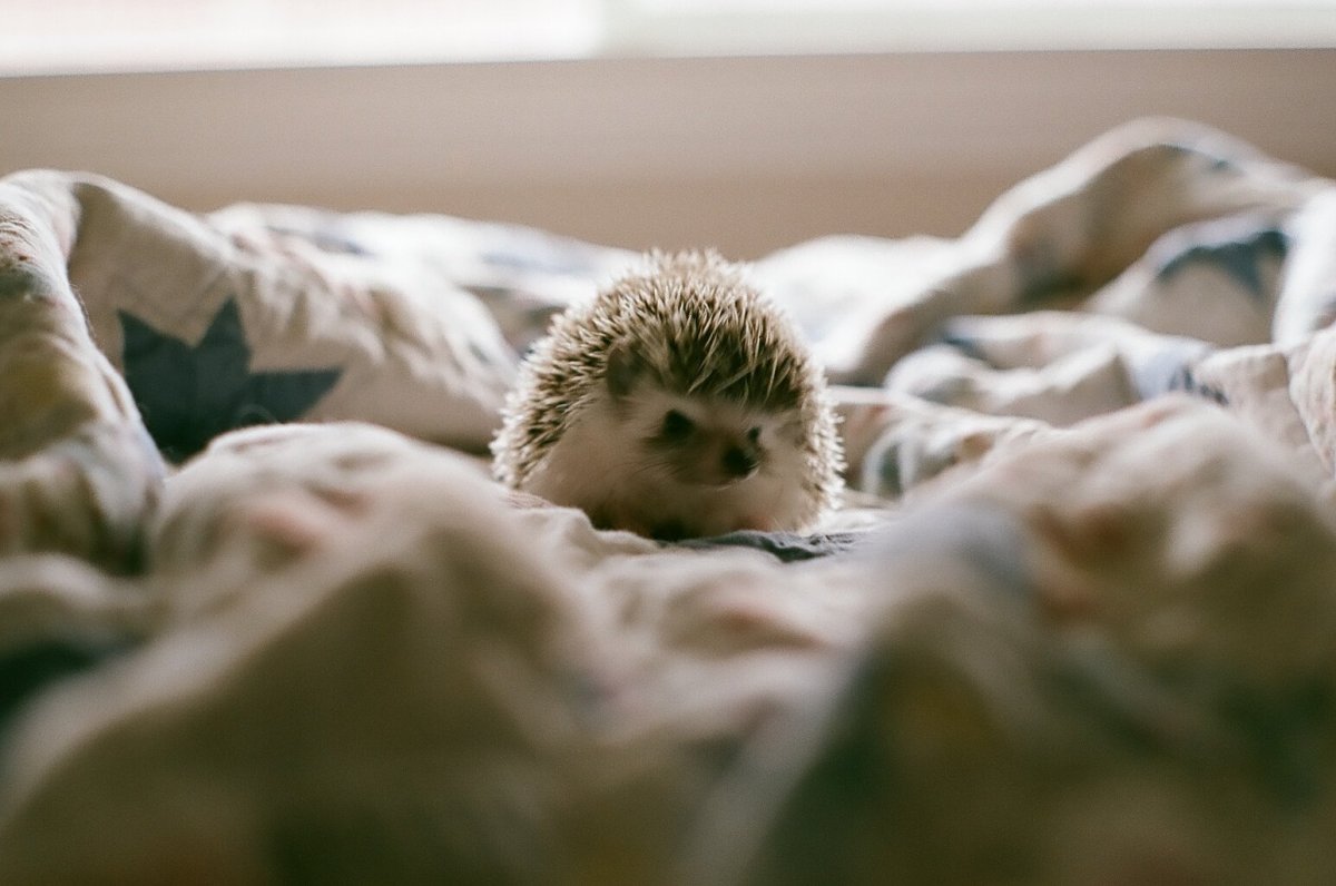 Ёжик под одеялом