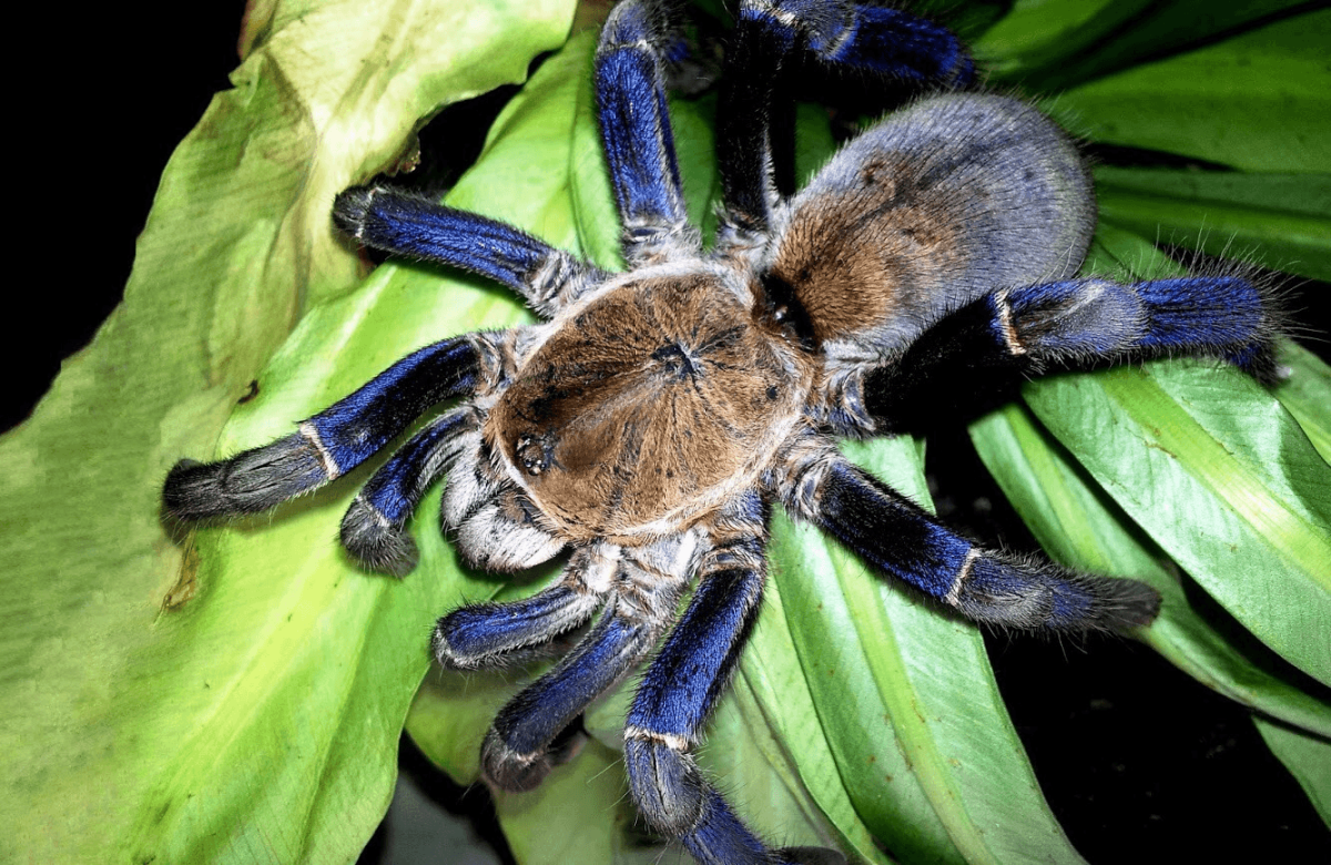 Удивительный мир пауков выставка