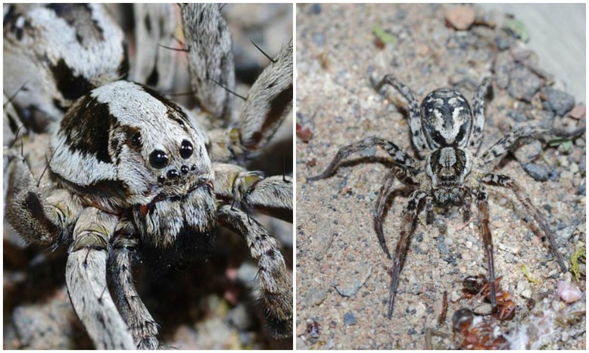 Вымершие паукообразные