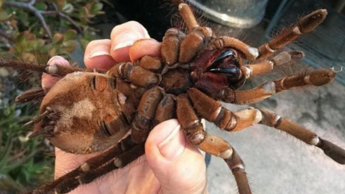 Паук птицеед Голиаф укус