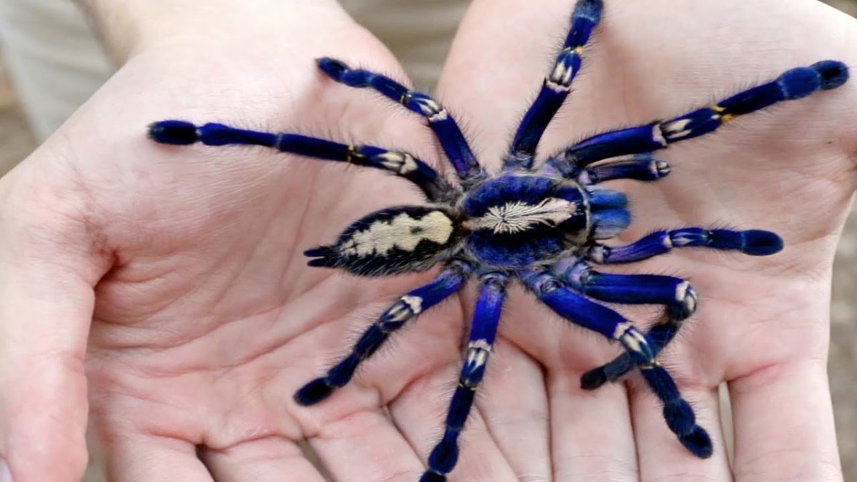 Синий птицеед Poecilotheria Metallica