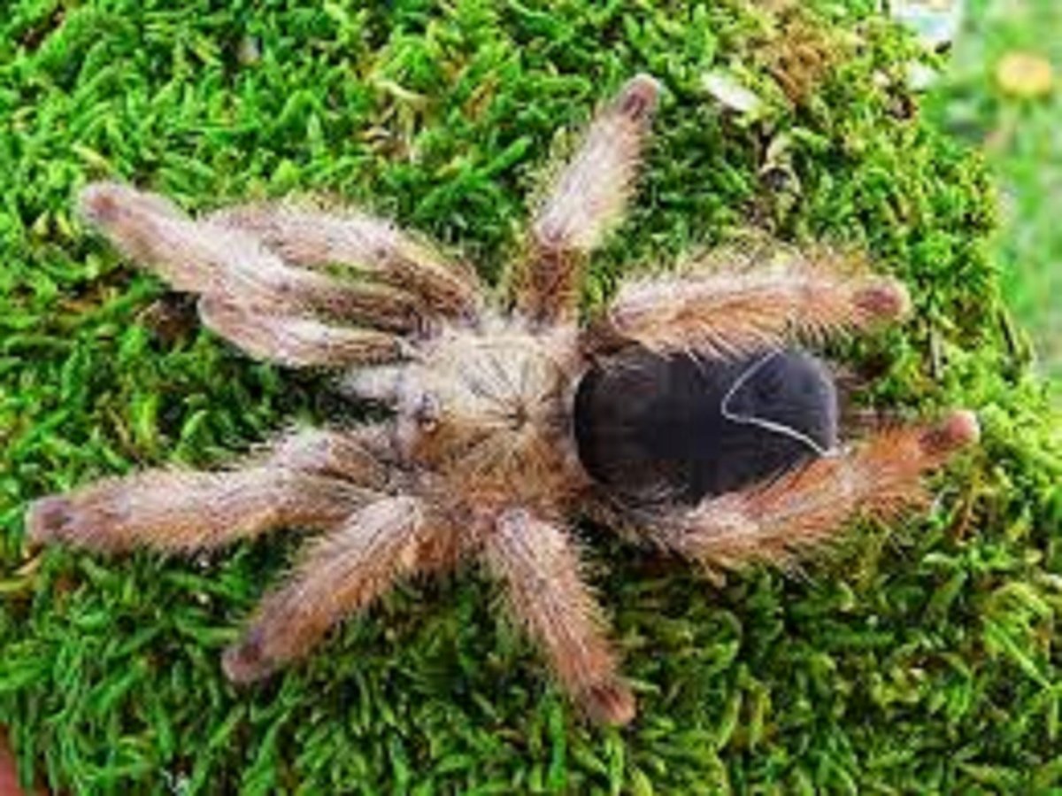 Паук птицеед черно белый бразильский