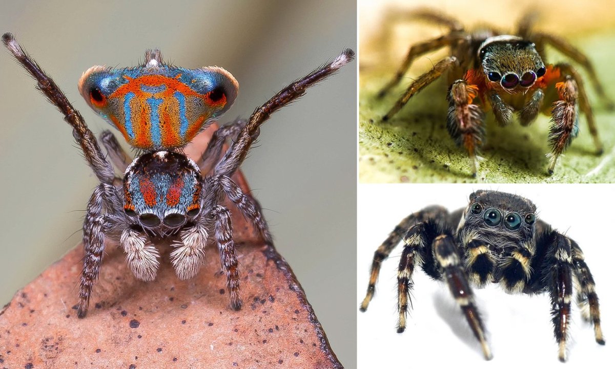 Паук скакунчик размер