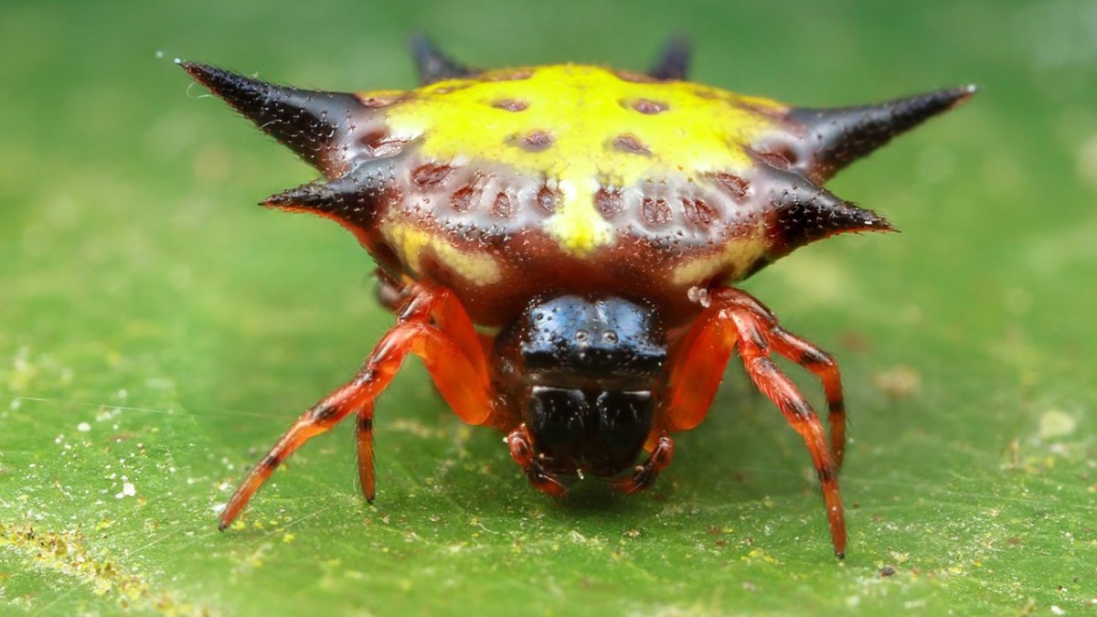 Насекомые редкие и ядовитые