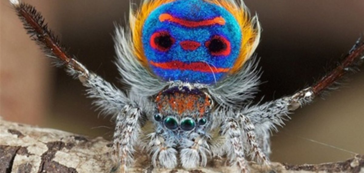 Паук-Павлин (Maratus volans)