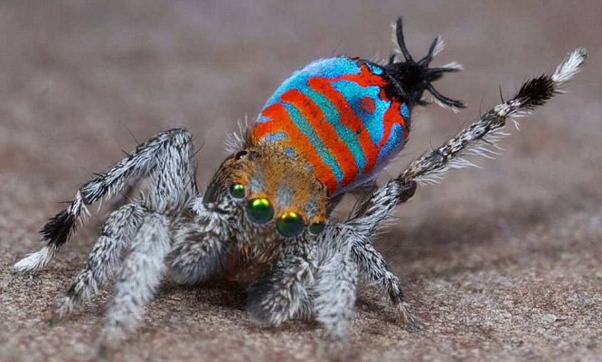 Рогатый паук кругопряд