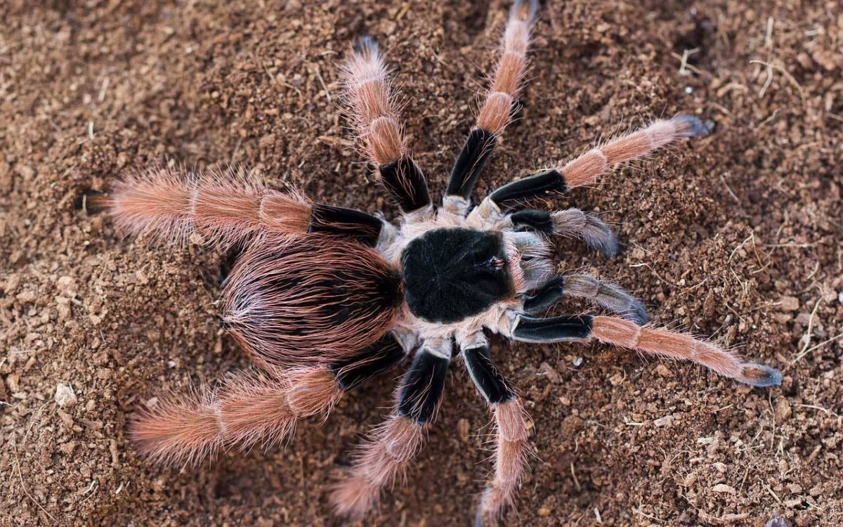 Паук птицеед австралийский