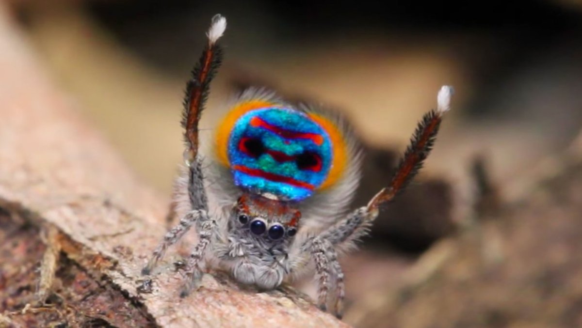 Паук-Павлин (Maratus volans)