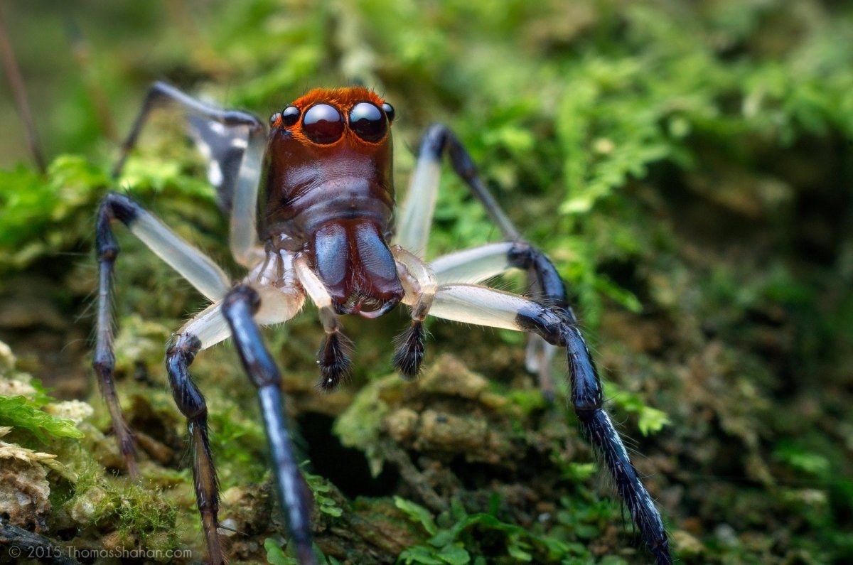 Необычные пауки