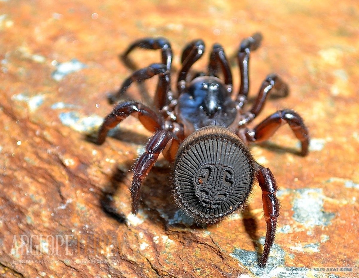 Паук птицеед Acanthoscurria geniculata