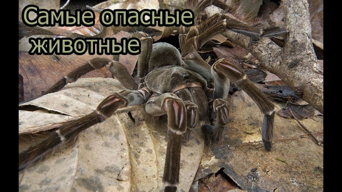 Паук птицеед Голиаф против змеи