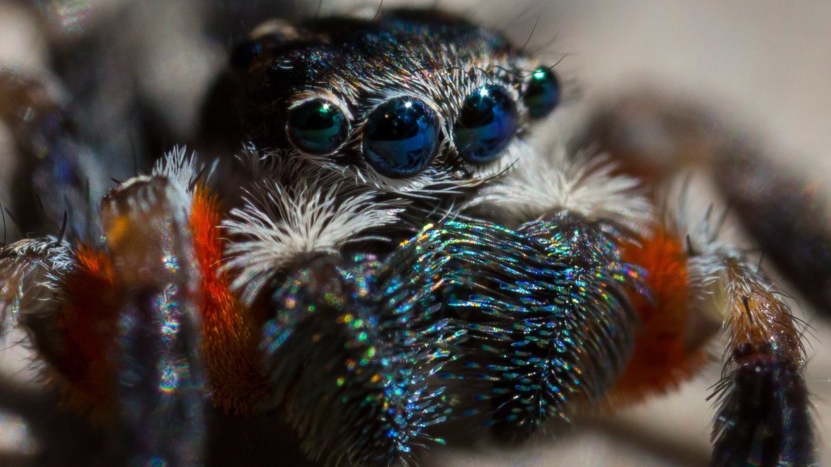 Павлиний паук (Maratus volans)