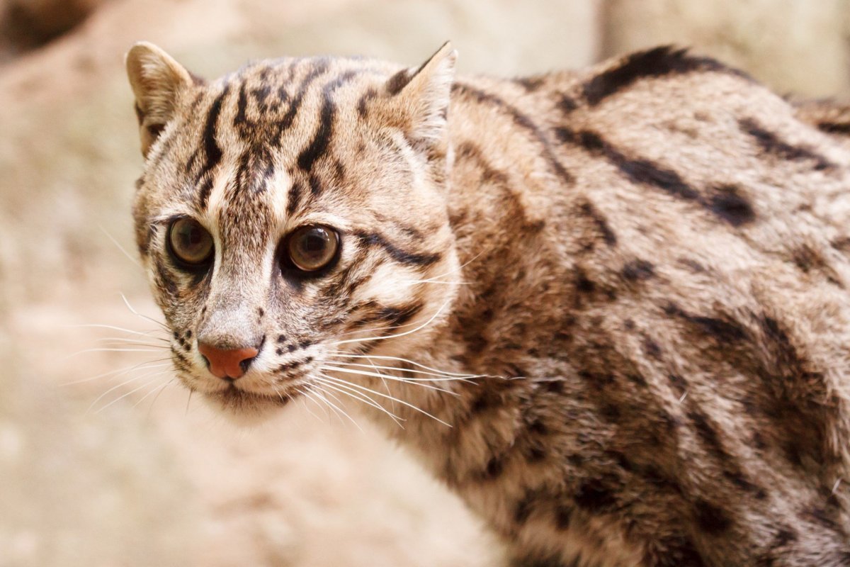 Леопардовая кошка Оцелот