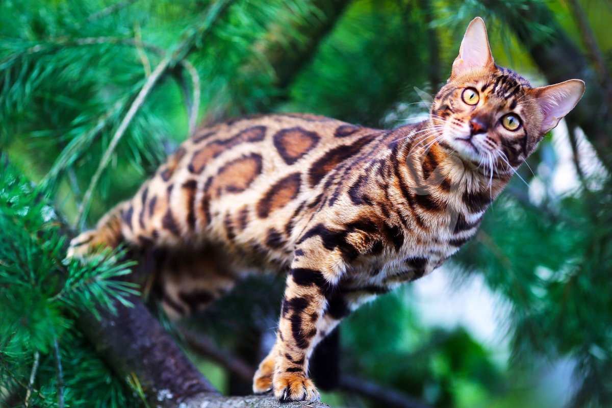 Канпур питомник бенгальских кошек