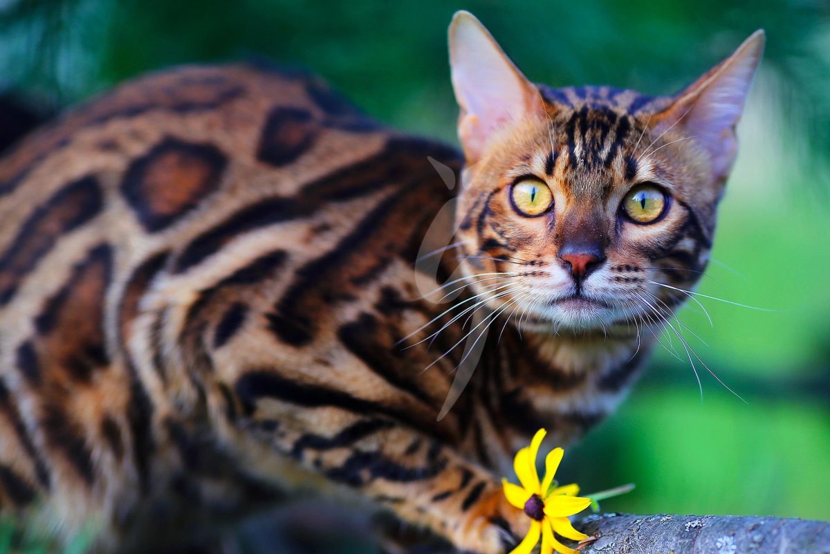 Бенгальская кошка тойгер