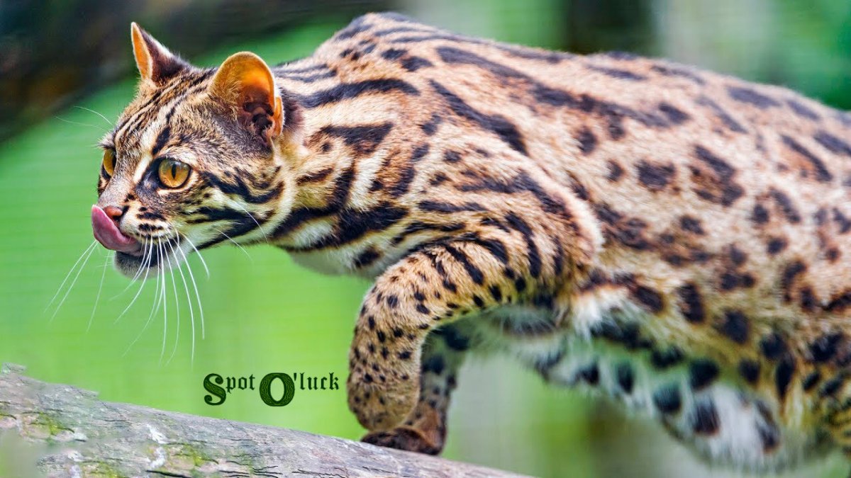 Бенгальская кошка